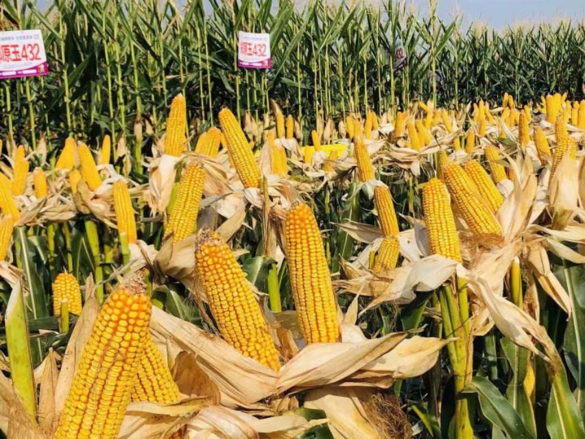 新疆,多元文化交融推动区域发展新篇章